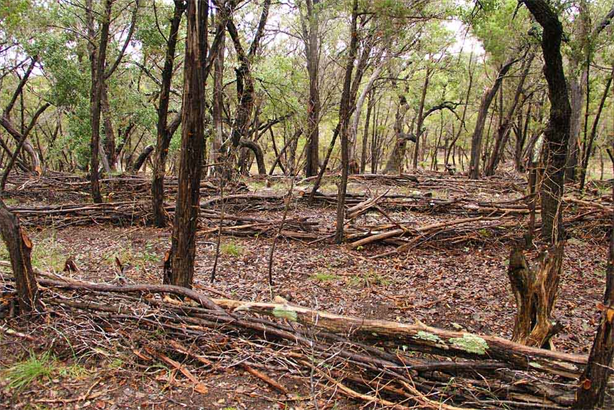 Austin Land Art Studio,
Texas Land Art ,
Natural Land,
Earth Works,
DAPACU